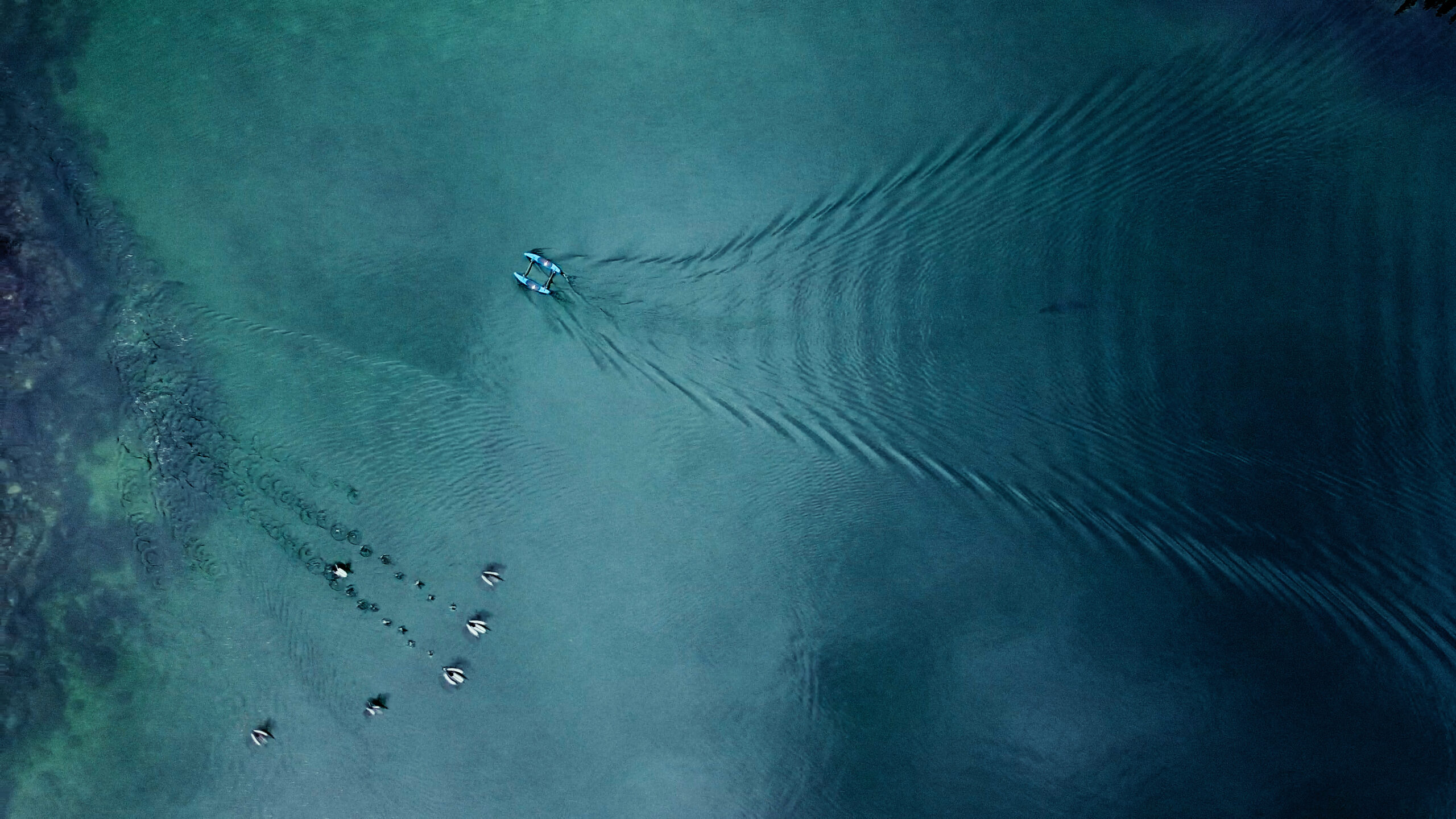 BlueBoat chased by a seal